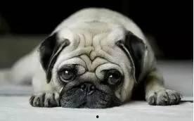 巴哥在哪发的爆料啊视频,揭秘视频背后的精彩故事